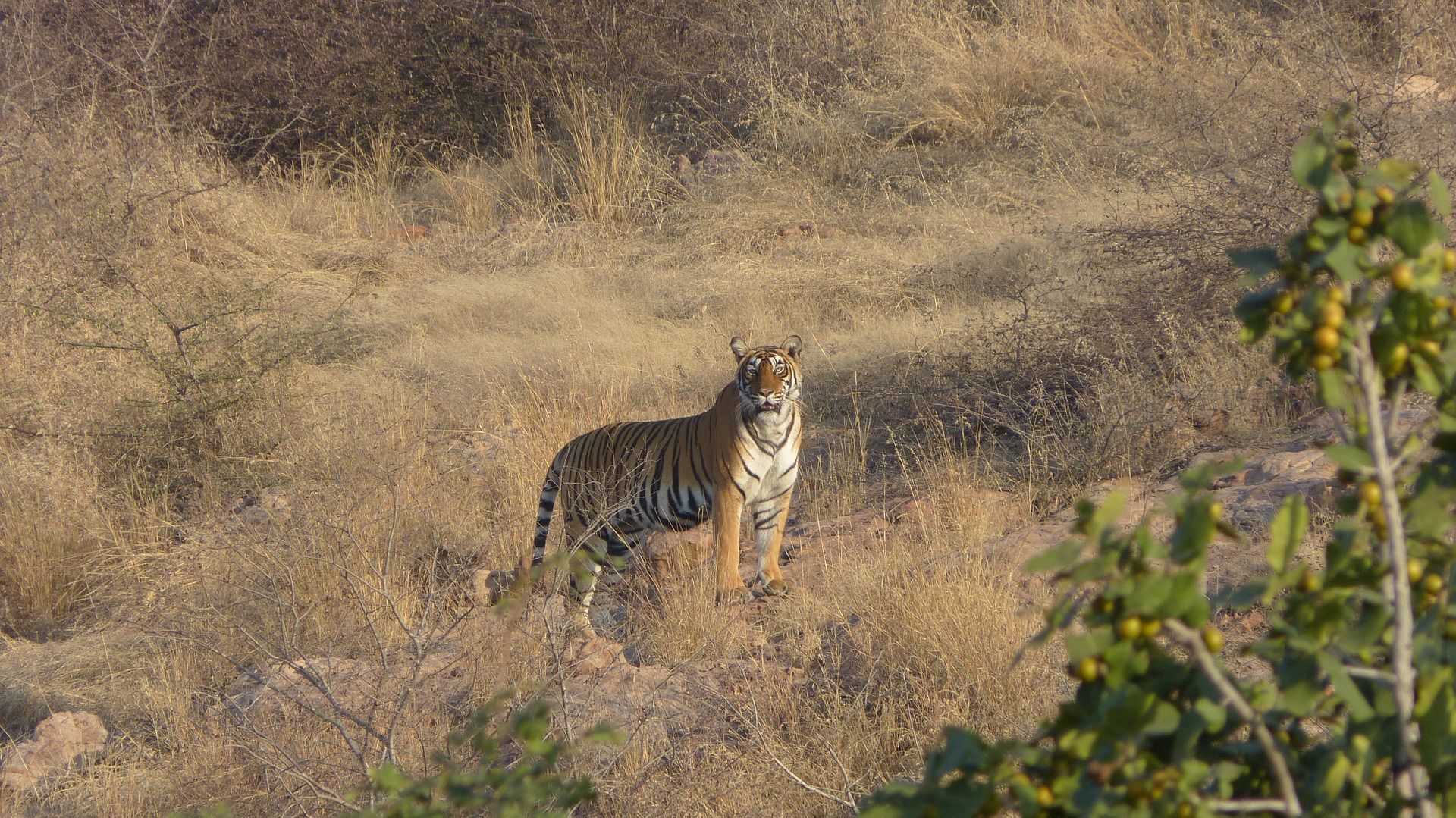 Tiger